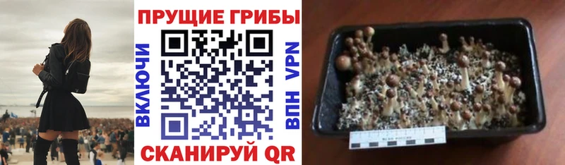 Псилоцибиновые грибы MAGIC MUSHROOMS  цены   Гдов 